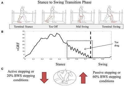 Alterations of Spinal Epidural Stimulation-Enabled Stepping by Descending Intentional Motor Commands and Proprioceptive Inputs in Humans With Spinal Cord Injury